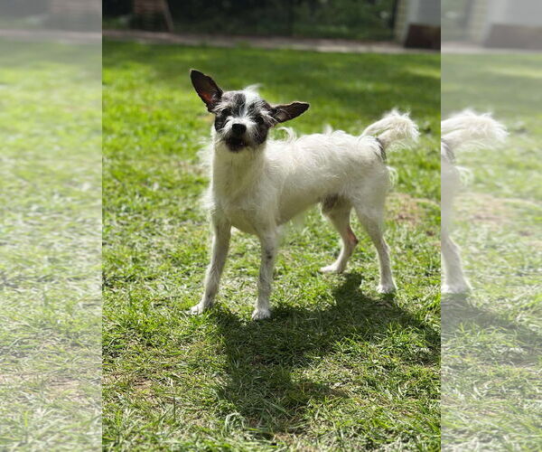 Medium Photo #6 Wapoo Puppy For Sale in Arlington, WA, USA