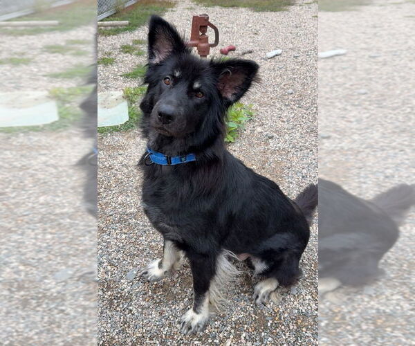 Medium Photo #11 Mutt Puppy For Sale in Bemidji, MN, USA