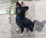 Small #10 Mutt