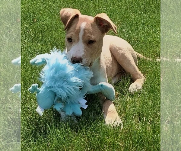 Medium Photo #2 Labrador Retriever-Unknown Mix Puppy For Sale in Cottage Grove, MN, USA