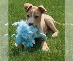 Small #1 Labrador Retriever Mix