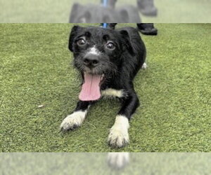 Dachshund-Unknown Mix Dogs for adoption in Houston, TX, USA