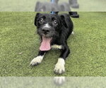 Small Dachshund Mix
