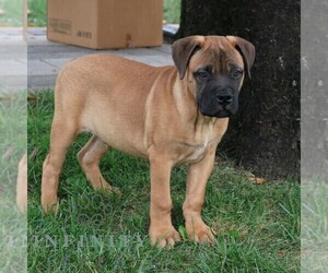 Bullmastiff Puppy for sale in NEW HOLLAND, PA, USA