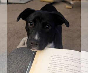 Mutt Dogs for adoption in Thomasville, NC, USA