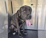 Small Mastiff Mix