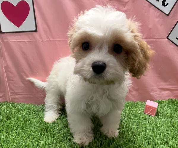 Medium Photo #1 Cavachon Puppy For Sale in STUART, FL, USA