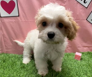 Cavachon Puppy for sale in STUART, FL, USA