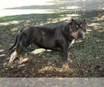 Small Photo #1 American Bandogge-American Bully Mix Puppy For Sale in WILLISTON, FL, USA