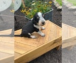 Puppy Smokey Bernedoodle-Bluetick Coonhound Mix
