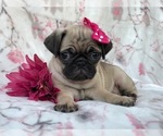 Small Photo #18 Pug Puppy For Sale in LAKELAND, FL, USA