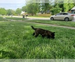 Small Photo #18 Akita Puppy For Sale in LOUISVILLE, KY, USA