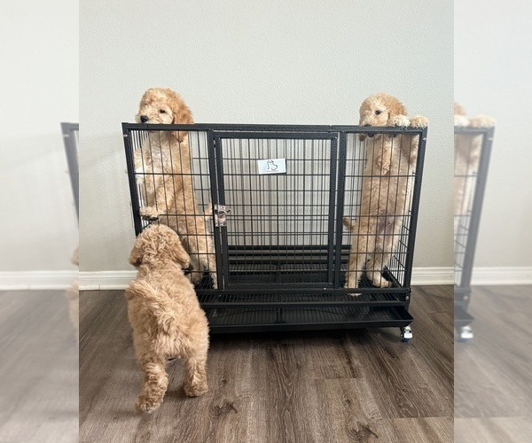 Medium Photo #2 Goldendoodle Puppy For Sale in HESPERIA, CA, USA