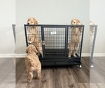 Small #1 Goldendoodle