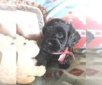 Small Photo #3 Cavachon-Poodle (Miniature) Mix Puppy For Sale in FREWSBURG, NY, USA