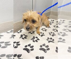 Mutt Dogs for adoption in Las Vegas, NV, USA