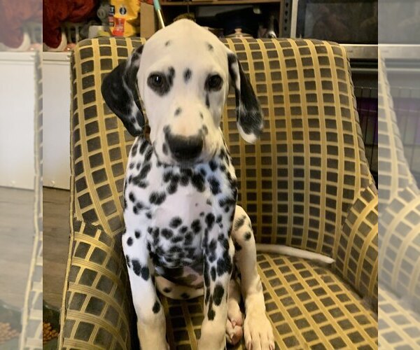 Medium Photo #1 Dalmatian Puppy For Sale in INDIANAPOLIS, IN, USA