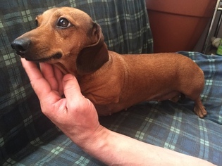 Mother of the Dachshund puppies born on 09/15/2017
