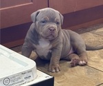 Puppy Lux American Bully