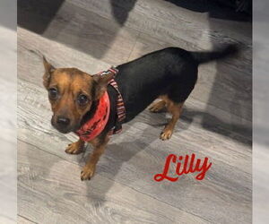 Chihuahua-Unknown Mix Dogs for adoption in HOUSTON, TX, USA