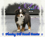 Small Miniature Australian Shepherd