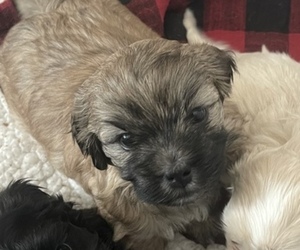 Cavapoo-Shih Tzu Mix Puppy for sale in LOOKOUT, WV, USA
