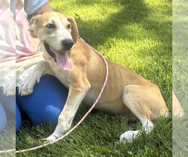 Medium Photo #2 Labrador Retriever-Unknown Mix Puppy For Sale in Yardley, PA, USA