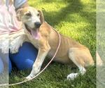 Small #1 Labrador Retriever Mix