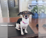 Small Photo #3 Dachshund-Unknown Mix Puppy For Sale in Weston, FL, USA