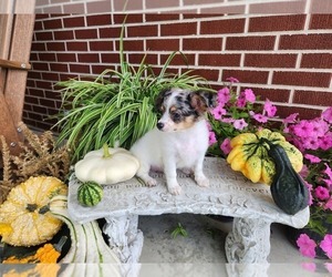 Chihuahua Puppy for sale in NEW HAVEN, IN, USA