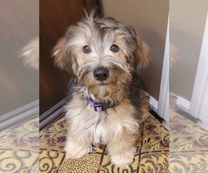 Maltipoo Puppy for sale in MISSION VIEJO, CA, USA