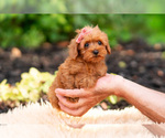 Small #7 Maltipoo (Miniature)