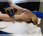 Small Rat Terrier Mix