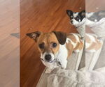Small #4 Chihuahua Mix