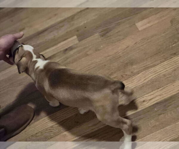 Medium Photo #4 Mutt Puppy For Sale in Poplar Bluff, MO, USA