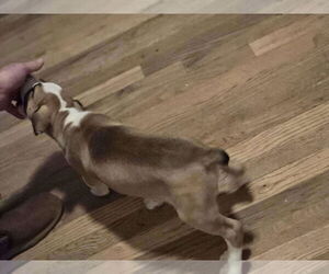 Charlie Brown - Male Mutt Dog for Adoption - Photo #4