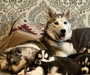 Mother of the Siberian Husky puppies born on 03/14/2025