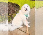Small #26 Great Pyrenees