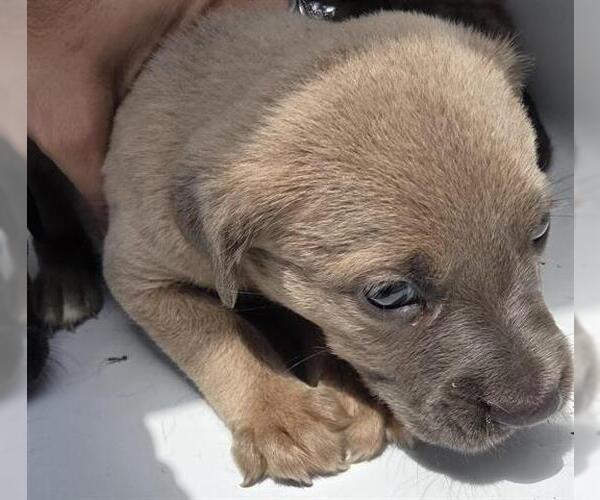 Medium Photo #1 Mutt Puppy For Sale in Houston, TX, USA