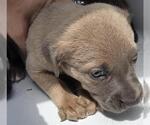 Small Mutt