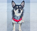Small #4 Chihuahua Mix