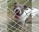 Small American Staffordshire Terrier Mix