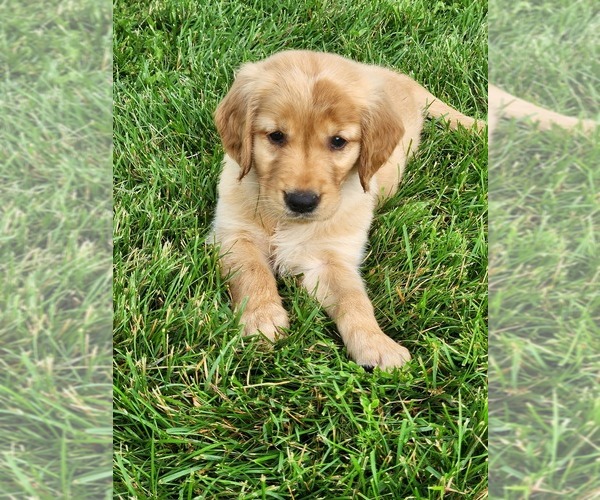 Medium Photo #6 Golden Retriever Puppy For Sale in DAKOTA, MN, USA