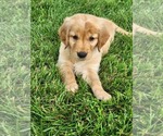 Small #5 Golden Retriever