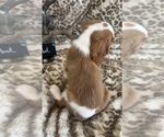 Small #8 Cavalier King Charles Spaniel