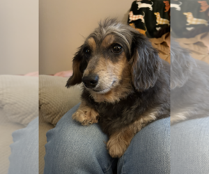 Penny9 (being fostered in Connecticut) - Female Dachshund Dog for Adoption - Photo #3