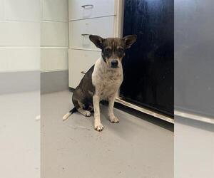 Rat Terrier Dogs for adoption in Corpus Christi, TX, USA