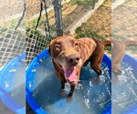 Small #15 Labrador Retriever Mix
