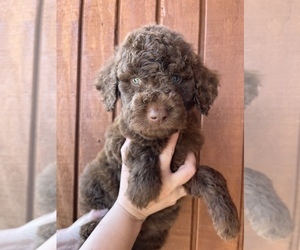 Aussiedoodle Puppy for sale in GREENSBURG, KY, USA