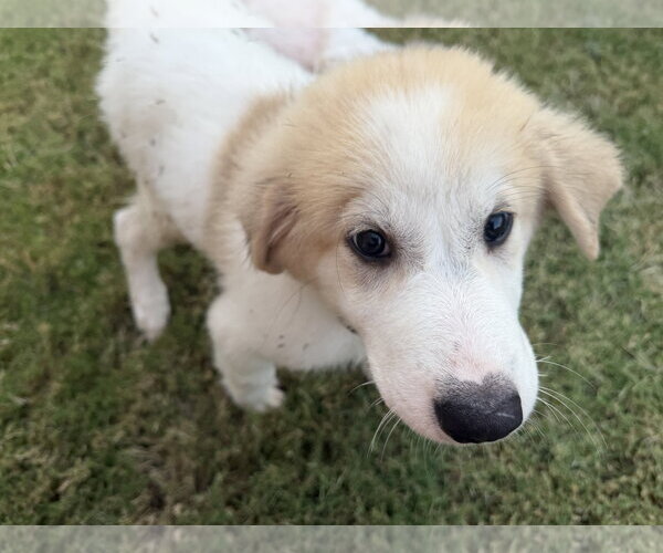 Medium Photo #8 Great Pyrenees-Unknown Mix Puppy For Sale in Dallas, TX, USA